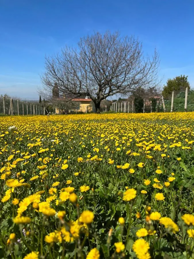 La Terrazza Sul Ciliegio Apartment Marino